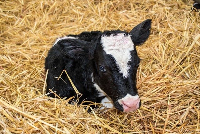 a new born calf
