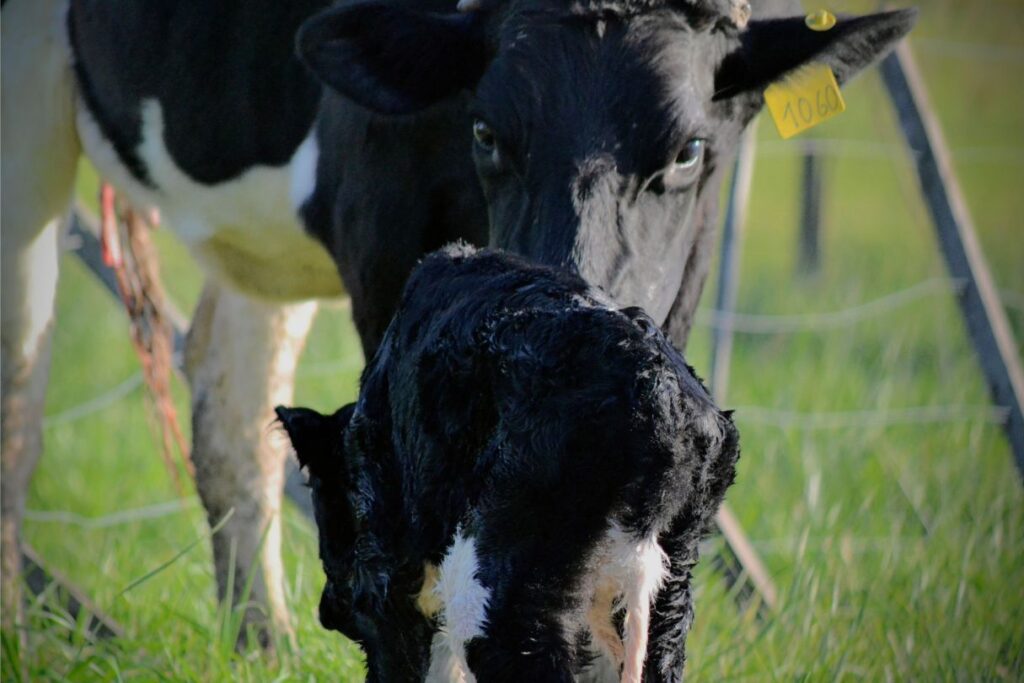Photo of a Holstein cow and her new born calf