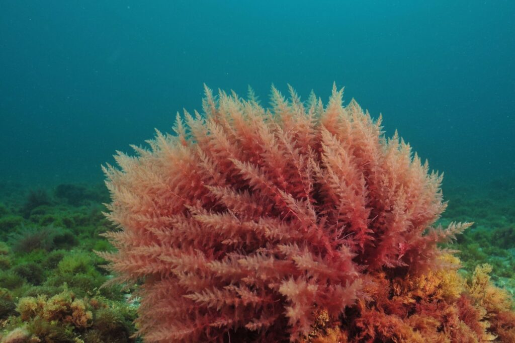 seaweed-red-sea red seaweed 1